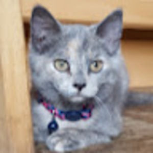 Meet your Posher, Paula